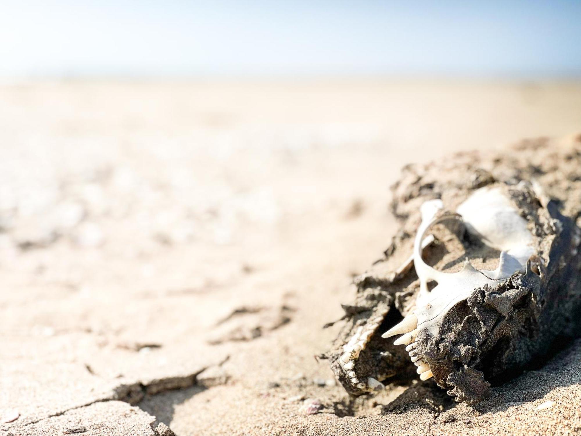 Skeleton Beach Backpackers سواكوبموند المظهر الخارجي الصورة